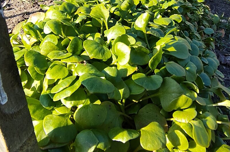 Stamppotje met Winterpostelein