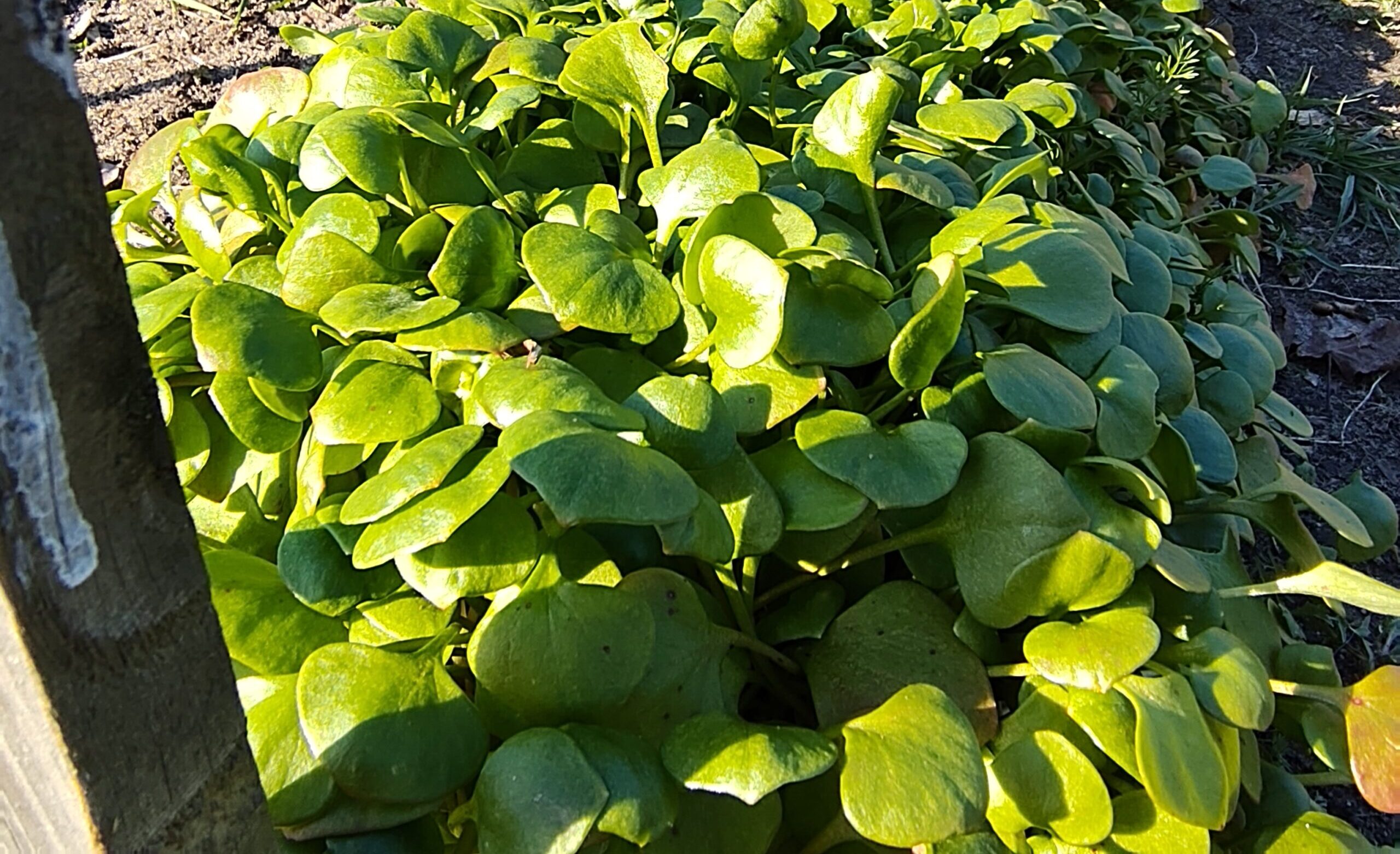 Recept: Stamppotje Winterpostelein van de Molshoop