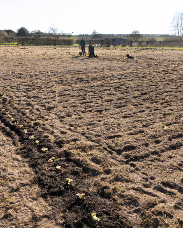 Eerste rijen planten op De Molshoop